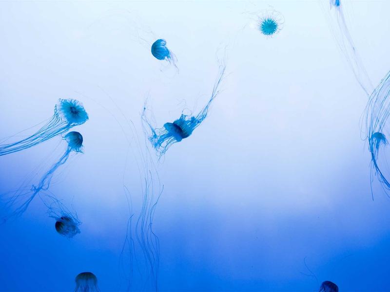 Nobis quidem eum animi ipsa sed corporis.